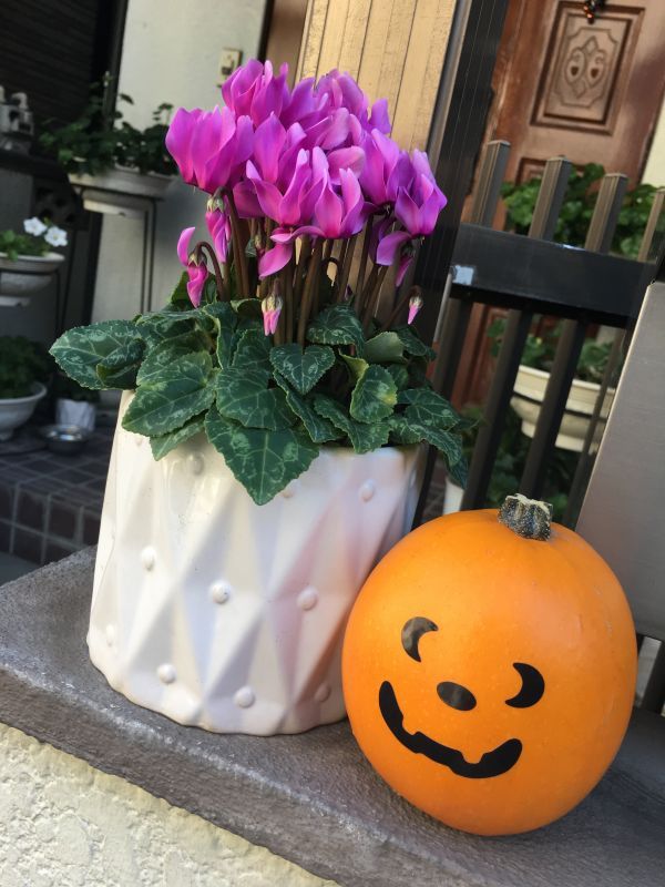 画像: 今年のかぼちゃ！
